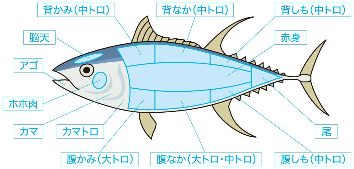 マグロの部位